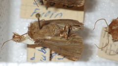 Diarsia rubi