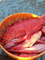 Cephalopholis sonnerati