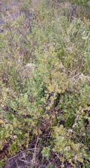 Salvia chamelaeagnea