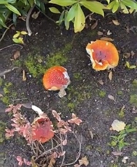 Amanita muscaria