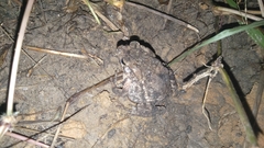 Ingerophrynus biporcatus