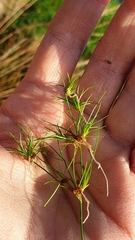 Juncus bulbosus