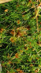 Juncus bulbosus