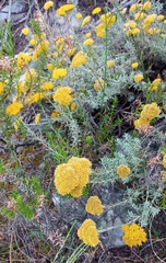 Helichrysum rutilans