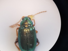 Crepidodera fulvicornis