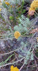 Helichrysum rutilans