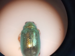 Crepidodera fulvicornis