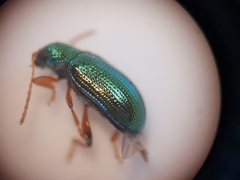 Crepidodera fulvicornis