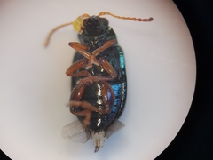 Crepidodera fulvicornis