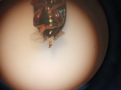 Crepidodera fulvicornis