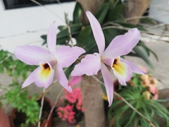 Laelia