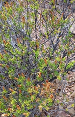 Pteronia hutchinsoniana