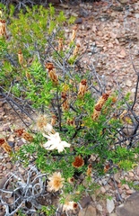 Pteronia hutchinsoniana