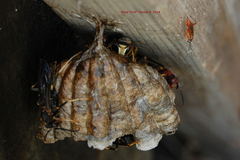 Pachysomoides fulvus