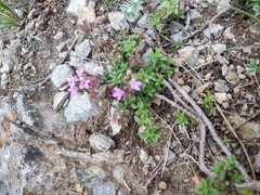 Thymus punctulosus