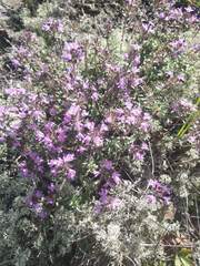 Thymus punctulosus