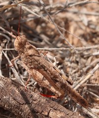 Spharagemon cristatum