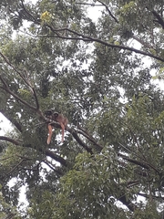 Callicebus nigrifrons