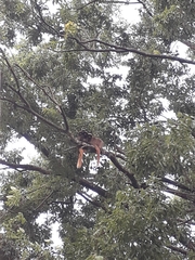 Callicebus nigrifrons