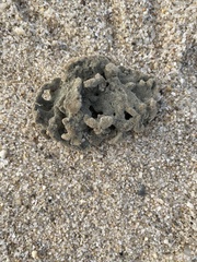 Clathria