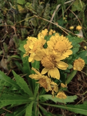 Chrysanthemum indicum