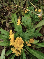 Chrysanthemum indicum
