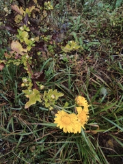 Chrysanthemum indicum