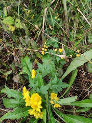 Chrysanthemum indicum