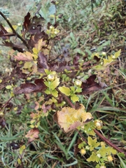 Chrysanthemum indicum
