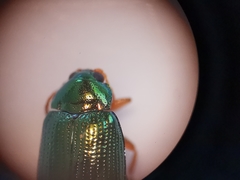 Crepidodera fulvicornis