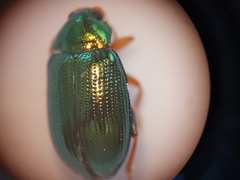 Crepidodera fulvicornis