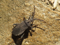 Bothrostethus annulipes