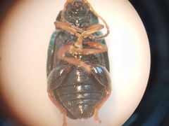Crepidodera fulvicornis