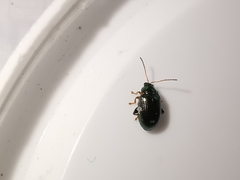 Crepidodera fulvicornis
