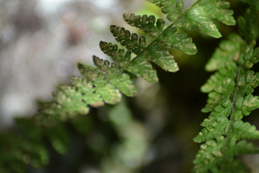 Abbe's woodsia