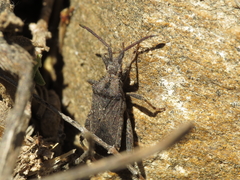 Bothrostethus annulipes