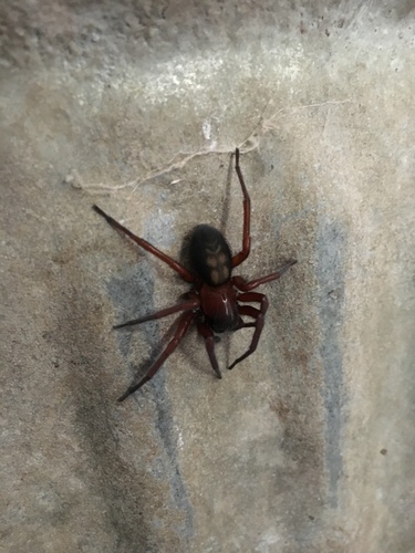 Amaurobiidae