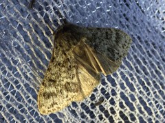 Pheosiopsis olivacea