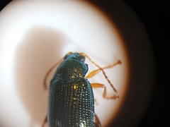 Crepidodera fulvicornis