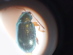 Crepidodera fulvicornis