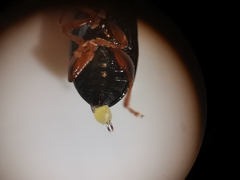 Crepidodera fulvicornis