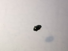 Crepidodera fulvicornis
