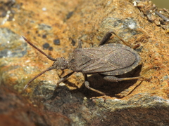 Bothrostethus annulipes