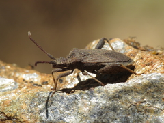 Bothrostethus annulipes