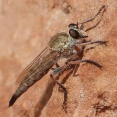 Proctacanthella