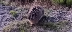 Broom Hare photo 5