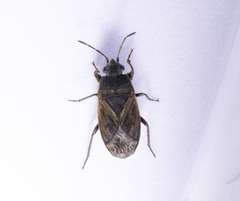Trapezonotus arenarius
