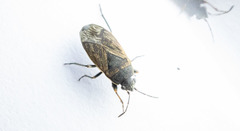 Trapezonotus arenarius