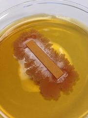 Bacillus subtilis