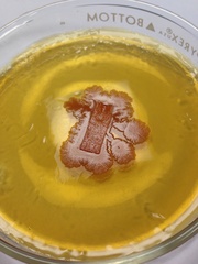 Bacillus subtilis